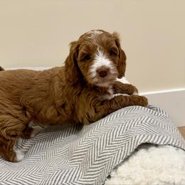 Holly - Red  female Goldendoodle puppy in Jones, Michigan from KaZoo Doodles