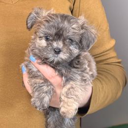 Dahlia - Blue female Mi-Ki puppy in Prospect Heights, Illinois from Metro Mi-kis