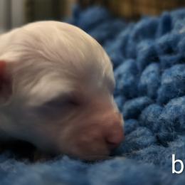 Boy 4 - White male Bichon Frise puppy in Towson, Maryland from Baltimore Bichons, Inc.