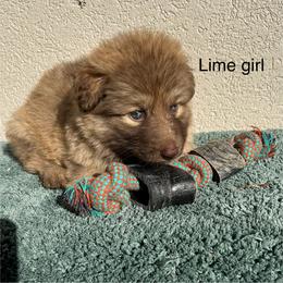 Lime Collar Girl - Sable female German Shepherd puppy in Columbus, Mississippi from Olde Wolfe German Shepherds