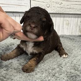 Brandy's Lime Collar Boy 2150.00 - Tri-color male Bernedoodle puppy in Alvin, Texas from JP Southern Doodles