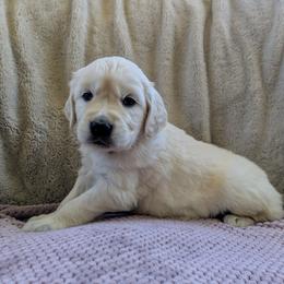 Purple Female - Light golden female Golden Retriever puppy in Roseburg, Oregon from Unbound Goldens