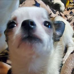 Boy1 - Chocolate brindled fawn male Chihuahua puppy in Oklahoma City, Oklahoma from Teacup Chihuahuas and Friends