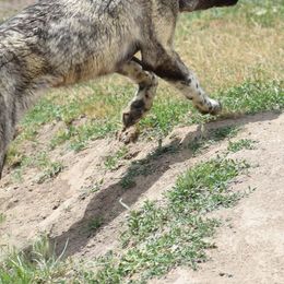 Anatolian Shepherd Dogs from Black Tie Affair