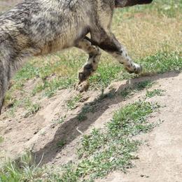 Anatolian Shepherd Dogs from Black Tie Affair