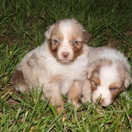 Australian Shepherd and Miniature Australian Shepherd Puppies from Holly Spring Farm Australian Shepherds