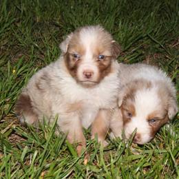 Australian Shepherd and Miniature Australian Shepherd Puppies from Holly Spring Farm Australian Shepherds