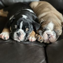 Bulldog Puppies from Average Jo’s  Bulldogs