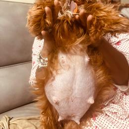 Shih Tzu puppies from Friends4everkennel LLC