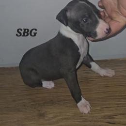 Italian Greyhound and Weimaraner Puppies from Quality Italian Greyhounds