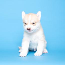 Lee - Red and white male Siberian Husky puppy in Meadow Vista, California from Thistle Hill Siberians
