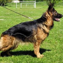 Demi - German Shepherd