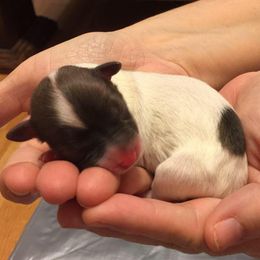 Havanese Puppies from Cloud 9 Havanese