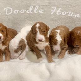 Goldendoodle Puppies from The Doodle House