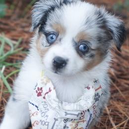 Australian Shepherd, Miniature American Shepherd, Miniature Australian Shepherd, and Toy Australian Shepherd Puppies from TK Standard, Mini, & Toy Aussies