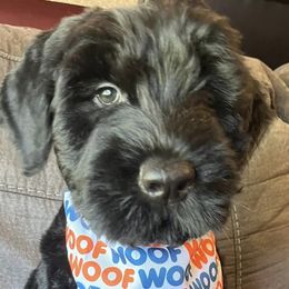 Giant Schnauzers from Elevated Pearl Giants
