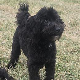 Sly - Black male Maltipoo puppy in Lebanon, Kentucky from Mosaic Merle Doodles