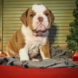 Bulldog Puppies from The Barking Lot