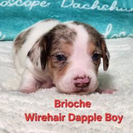 Brioche - Dapple male Dachshund puppy in Mount Sherman, Kentucky from Kaleidoscope Dachshunds and Whippets