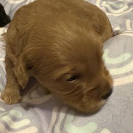 Marley - Red female Maltipoo puppy in Springtown, Texas from Bluebonnett Maltipoos and Cavapoos