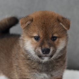 Shiba Inu from Sakura Blossom Shibas