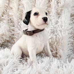 Brown - White and black male Dalmatian puppy in Gray, Georgia from Fuller Spots