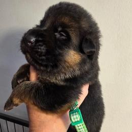 Aspen (Green Collar) - Black and tan male German Shepherd puppy in Roanoke, Alabama from Von Schönen Träumen German Shepherds