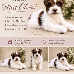 Olivia AKC - Parti female Miniature Schnauzer puppy in Pelzer, South Carolina from Schnauzer Heaven Von Longbach