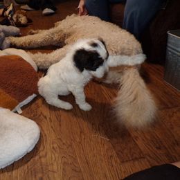 Aussiedoodle Puppies from Lotadoodle Farms