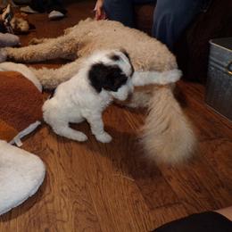 Aussiedoodle Puppies from Lotadoodle Farms