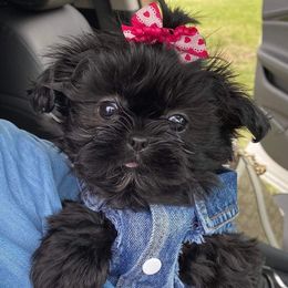 Shih Tzus from Fru Fru's Shih Tzus