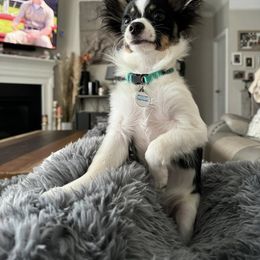 Papillon All Grown Up from Heather's Papillons