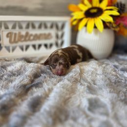 Harmony - Dapple female Dachshund puppy in Indianapolis, Indiana from Homegrown Hoosier Kennels