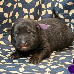 Purple Collar - Bi-color female German Shepherd puppy in Riverside, California from Von Der Sagobi