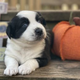 Oakley - Black & white male Australian Shepherd puppy in Marshall, Virginia from Greywood Farm Aussies