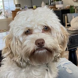 Dolly - Cockapoo