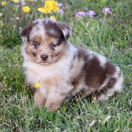 Toddy - Red merle female Miniature Australian Shepherd puppy in Evant, Texas from Lazy VT Bar Ranch