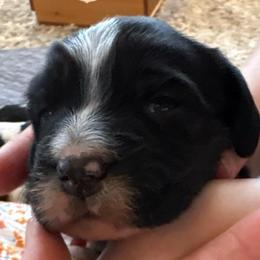 Emerald - Black and white female English Springer Spaniel puppy in St Johnsbury, Vermont from Paradise Valley Springers