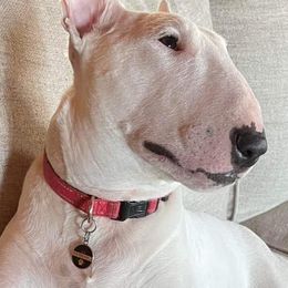 Miniature Bull Terriers from Goblin Mini Bulls