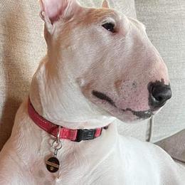 Miniature Bull Terriers from Goblin Mini Bulls