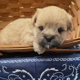 Jepson - Gold male Morkie puppy in Monticello, Iowa from Ashley’s Puppies