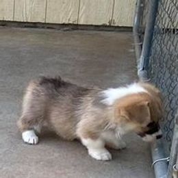 Pembroke Welsh Corgi Puppies from Timberside