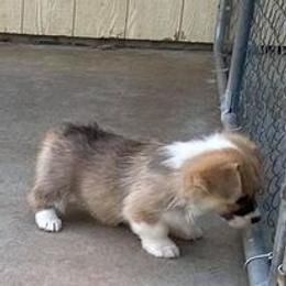 Pembroke Welsh Corgi Puppies from Timberside