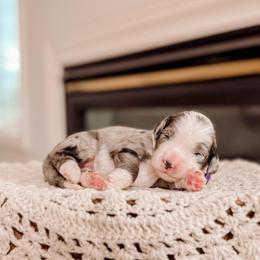 Purple - Merle female Bernedoodle puppy in Cold Spring, Minnesota from A.N.A. Doodles