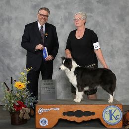 Border Collie, Boston Terrier, and Cairn Terrier All Grown Up from Stoneridge kennel