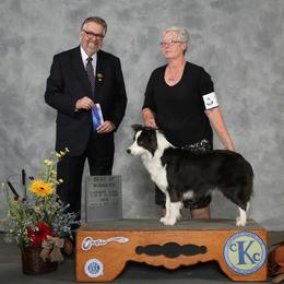Border Collie, Boston Terrier, and Cairn Terrier All Grown Up from Stoneridge kennel