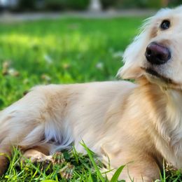 Dachshunds from Foxfire Dachshunds