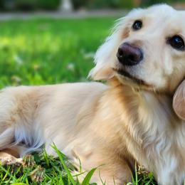 Dachshunds from Foxfire Dachshunds