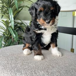 Tilly - Tri-color female Bernedoodle puppy in Holtwood, Pennsylvania from Country Ridge Puppies