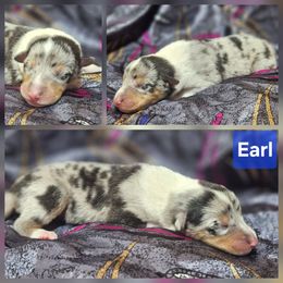 Earl - Blue merle white and tan male Collie puppy in Eldorado, Kansas from Prairie Creek